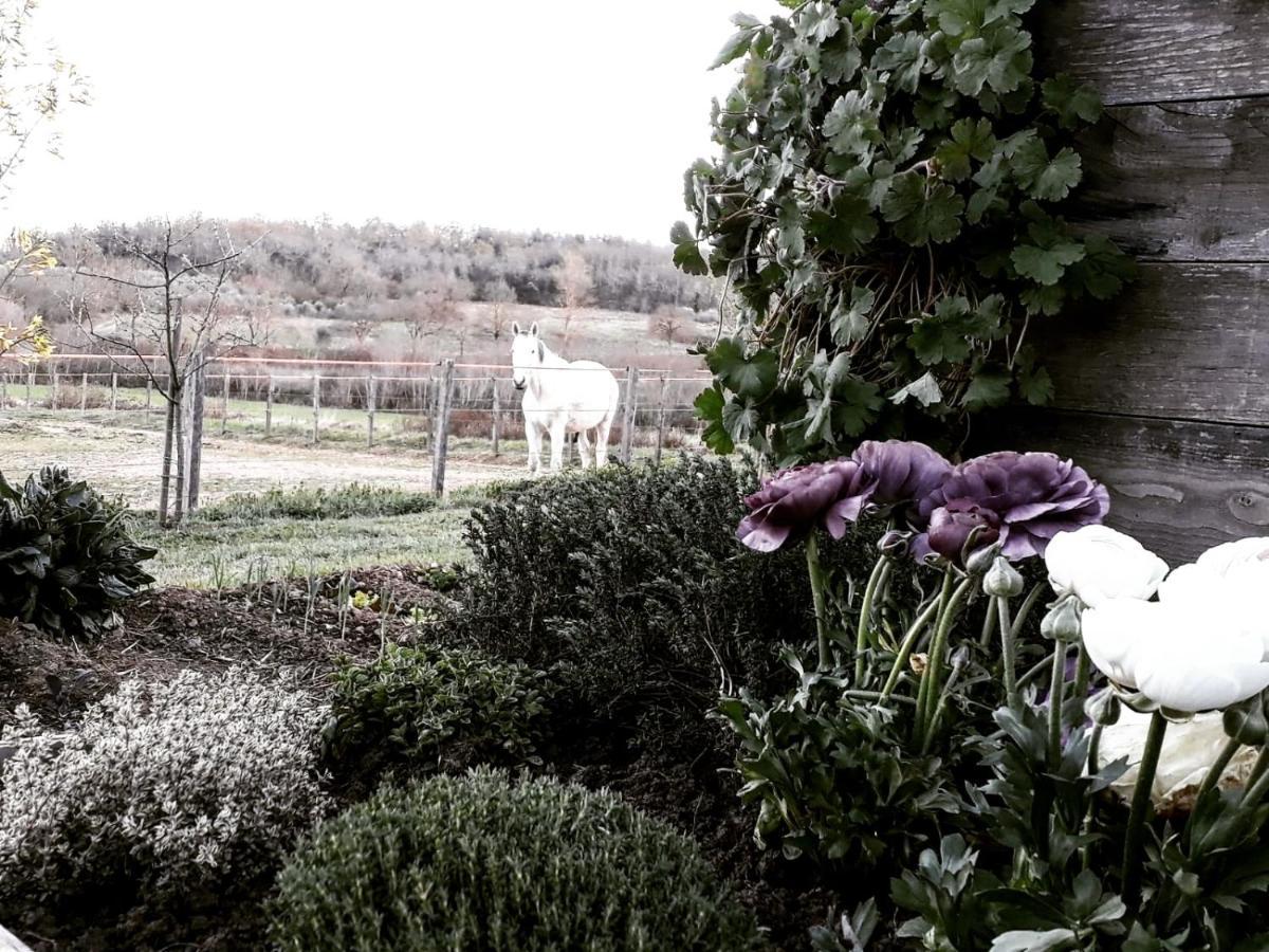 Podere Pievina Delle Corti - Dimora Di Campagna Sinalunga Exterior photo